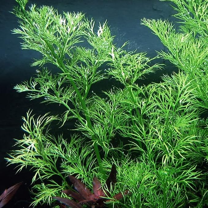 Heirloom Garden Water Sprite Ceratopteris Siliquosa Live Plant - Live Aquarium Plants Accessories, House Plants Indoors, Terrarium Kit, Perfect for Water Fish Tank Decorations, Green