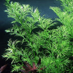 Heirloom Garden Water Sprite Ceratopteris Siliquosa Live Plant - Live Aquarium Plants Accessories, House Plants Indoors, Terrarium Kit, Perfect for Water Fish Tank Decorations, Green