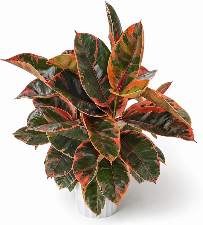 Large Ficus Ruby Live Plant, Indoor Plant, Live Houseplants, Ficus Plant for Home Decor, Colorful Indoor House Plant