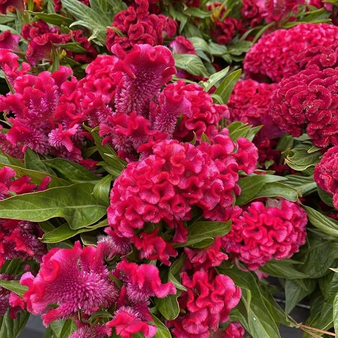 300+Red Rare Cockscomb Seeds for Planting-Celosia Flower Seeds Flowering Heirloom Plant