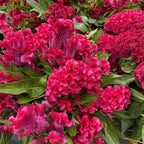 300+Red Rare Cockscomb Seeds for Planting-Celosia Flower Seeds Flowering Heirloom Plant