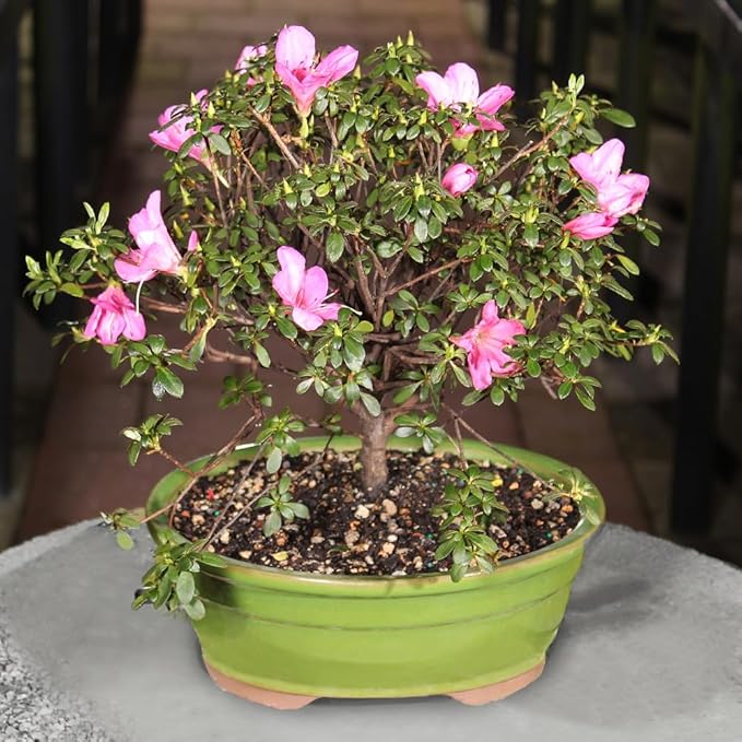 Brussel's Bonsai - Live Satsuki Azalea Flowering Bonsai Tree in Ceramic Bonsai Pot, Outdoor Bonsai Tree Live Plant, 8 Years Old, 10-14 Inches Tall, Easy Care Plant for Patio Garden (Large)