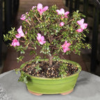 Brussel's Bonsai - Live Satsuki Azalea Flowering Bonsai Tree in Ceramic Bonsai Pot, Outdoor Bonsai Tree Live Plant, 8 Years Old, 10-14 Inches Tall, Easy Care Plant for Patio Garden (Large)