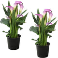 Live Flowering Calla Lily (2 Plants Per Pack) - Purple Bicolor, 3+ Blooms - Beautiful Spring Perennial - 12" Tall by 5" Wide in 1 Qt Pot