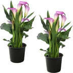 Live Flowering Calla Lily (2 Plants Per Pack) - Purple Bicolor, 3+ Blooms - Beautiful Spring Perennial - 12" Tall by 5" Wide in 1 Qt Pot