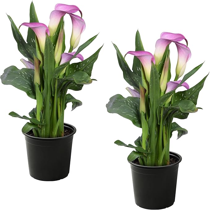 Live Flowering Calla Lily (2 Plants Per Pack) - Purple Bicolor, 3+ Blooms - Beautiful Spring Perennial - 12" Tall by 5" Wide in 1 Qt Pot