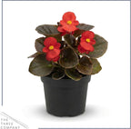 Live Begonia - Dark Leaf Assorted (4 Per Pack), Beautiful Shade Annual, Ships 8" Tall by 4" Wide in 1 Pt Pot