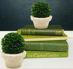 Serene Spaces Living Preserved Boxwood Ball with Small Pot – Boxwood in Planters, Preserved Plant for Boxwood Table Decor, Centerpiece, Measures 5.5" Tall & 4" Diameter, Single (Pack of 2)