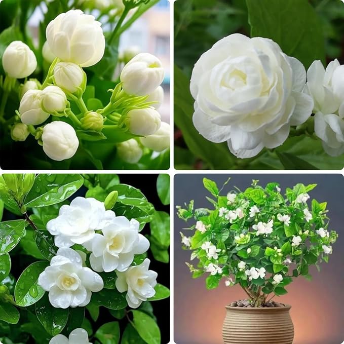 100PCS Jasmine Vine Seeds for Planting – Highly Fragrant Sweet-Scented Flower, Fast-Growing Hardy Perennial, Heat & Drought Tolerant, Attracts Butterflies, Ideal for Outdoor Garden Deco Gift