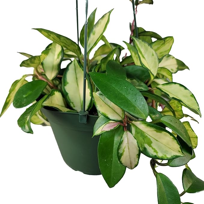 Hoya Krimson Princess, Hoya Carnosa Vareiagata, Live Hoya Plant, Live Arriaval Guarantee! (4" Pot with 2 or More Plants)