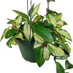Tricolor Hoya Krimson Princess Available in 2",4", & 6" Pot, Hoya Carnosa Vareiagata, Live Hoya Plant(6" Pot with Multiple Plants)