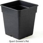 Easy to Grow Buddleia Butterfly Bush Buzz Midnight 1 Plant - Potted Perennial Flower in a Quart Pot, Summer Fragrant Dark Purple Blooms in Sun