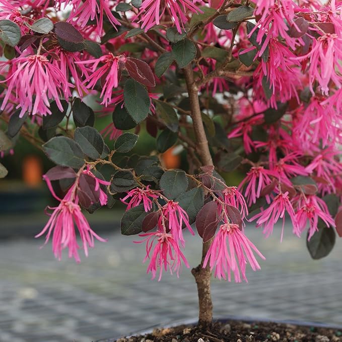 brussel's BONSAI Live Fringe Flower Outdoor Bonsai Tree - 3 Years Old; 8 to 12" Tall with Decorative Container"