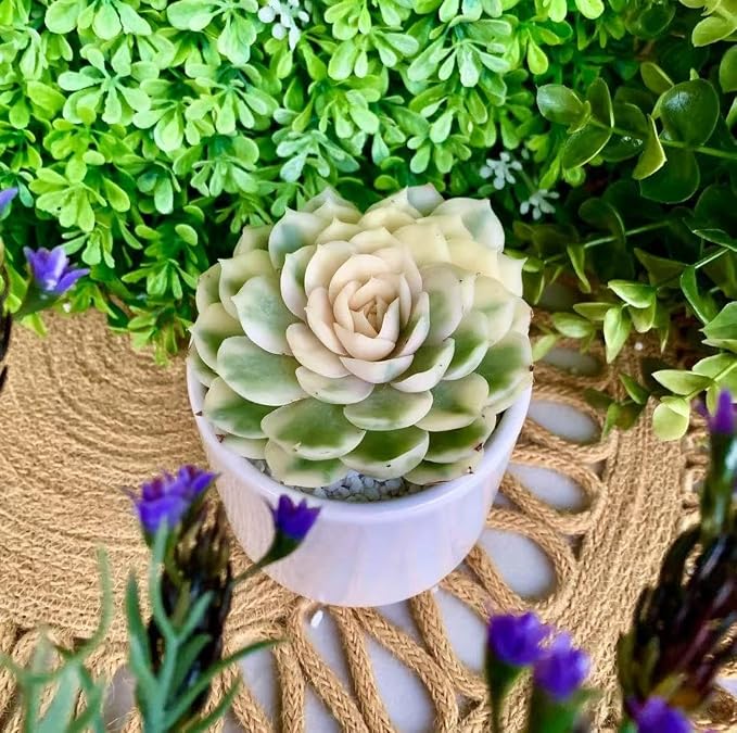 Live Succulents Plants,Echeveria Onslow Variegated 3.2 inches Mini Indoor Plants,Bare Root Without Pot Soil Live Plant,Succulents Plants Live for Gift Party Wedding Garden Baby Shower DIY Decor