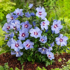 5 Rose of Sharon Tree Plant | Cold Hardy 6–12 Inch Mixed Color: Red, Blue, Pink, Purple, White | Hardy Flowering Shrubs for Borders, Hedges & Summer Gardens