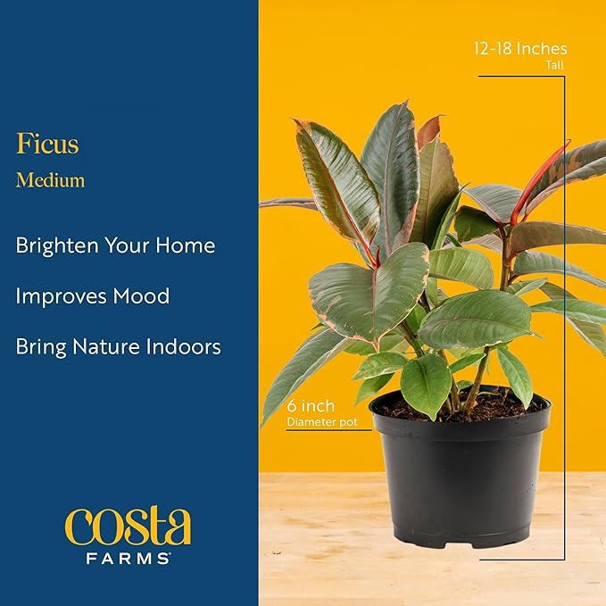 Costa Farms Indoor Live Plants in Decorative Pot, Indoor Houseplant, Perfect for Home, Room, or Office Decor, Great House Warming or Birthday Gift, 12-18 Inches Tall, Pack of 6