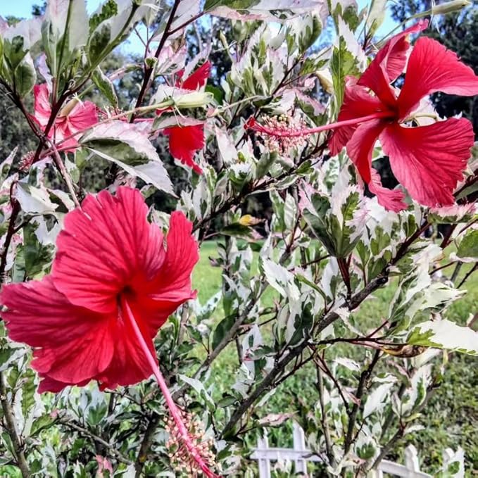 3 Hardy Hibiscus Plants Live, Well Rooted Hibiscus Flower 4-7'' Tall, Flowering Shrub for Garden or Containers Planting (Variegated Red)