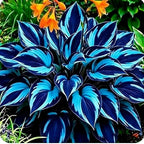 305+ Hosta Seeds Mix for Planting,Rare Hosta Seeds Mixed Colors,Dual Use for Ground Cover & Pots, Create Cool Shaded Garden Outdoor