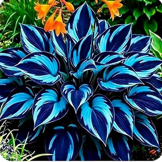 305+ Hosta Seeds Mix for Planting,Rare Hosta Seeds Mixed Colors,Dual Use for Ground Cover & Pots, Create Cool Shaded Garden Outdoor