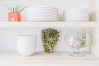 3 Small Chunk Natural Cork Bark DIY Kit with Three Assorted Air Plants, Glue and Hook - Live Tillandsia Succulent House Plant - Wholesale and Bulk - Easy Care Indoor and Outdoor Plants