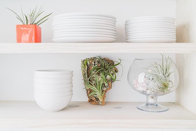 Medium Natural Cork Bark DIY Kit with Four Assorted Air Plants, Glue and Hook - Live Tillandsia Succulent House Plant - Wholesale and Bulk - Home and Garden Decor - Easy Care Indoor and Outdoor Plants