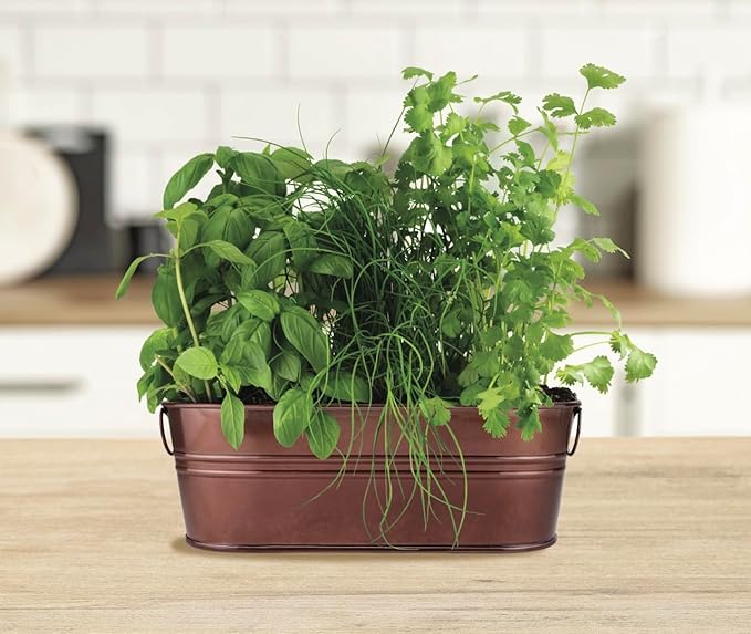 BUZZY Organic Windowsill Grow Kit – Copper Culinary Garden with Basil, Cilantro, and Chives, Grow Fresh Herbs Indoors, DIY Herb Starter Kit and Seed Kit, Unique Gardening Gift for Home and Parties