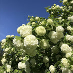 Snowball Bush Live Plant 4 Inch Pot, Snowball Viburnum Tree 6-10 Inch Tall, Flowering Shrub for Outdoor Garden and Landscape
