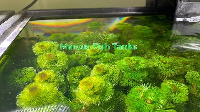 Marcus Fish Tanks Green Cabomba Caroliniana Easy Live Aquarium Plants for Aquatic Freshwater Fish Tank BUY2GET1FREE