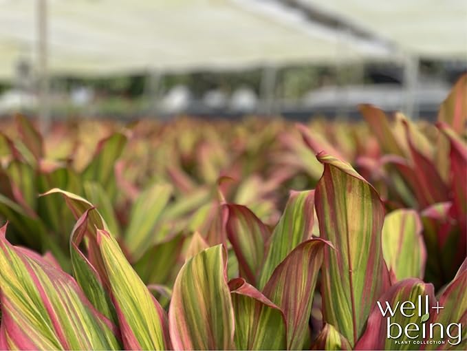 Nature's Way Farms Cordyline Harlequin Live Plant 25-30 in. Tall in Grower Pot Indoor Outdoor