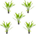 SubstrateSource Amazon Sword Echinodorus Bleheri Live Plant for Freshwater Aquariums, Natural Fish Tank Decorations, and Aquatic Decor (5 Pots (10-15 Plants))