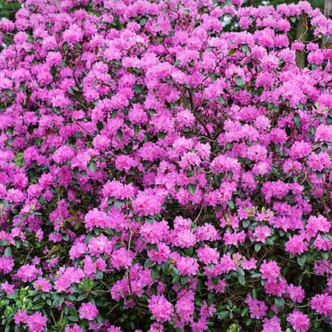 Purple Azalea Plant Live, 7 Months Old Rhododendron Like, Azalea Rhododendron Tree Flowers Plants Live Bush in Pot