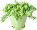Sprout N Green Donkey's Tail with Green Stripe Pot, Live Sedum Morganianum-Burro's Tail Succulent with Soil, House Plant for Home Office Wedding Indoor Outdoor Decoration, DIY Projects, Party Favor