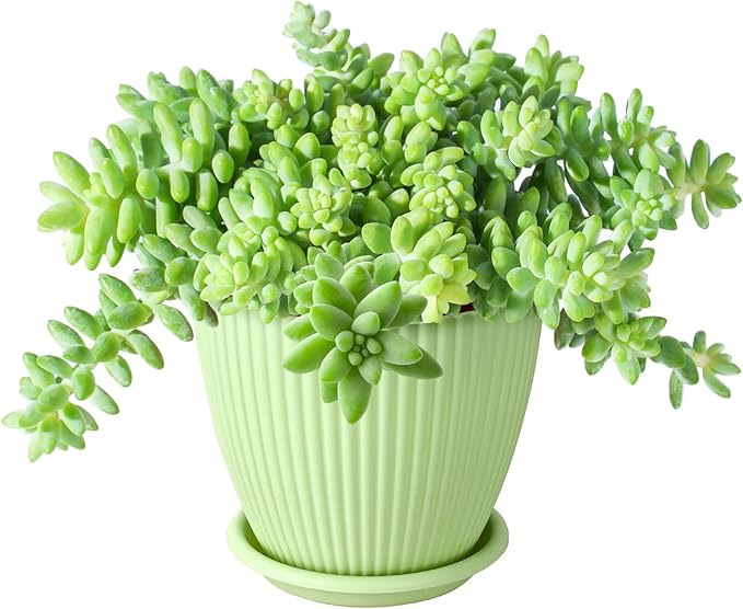 Sprout N Green Donkey's Tail with Green Stripe Pot, Live Sedum Morganianum-Burro's Tail Succulent with Soil, House Plant for Home Office Wedding Indoor Outdoor Decoration, DIY Projects, Party Favor