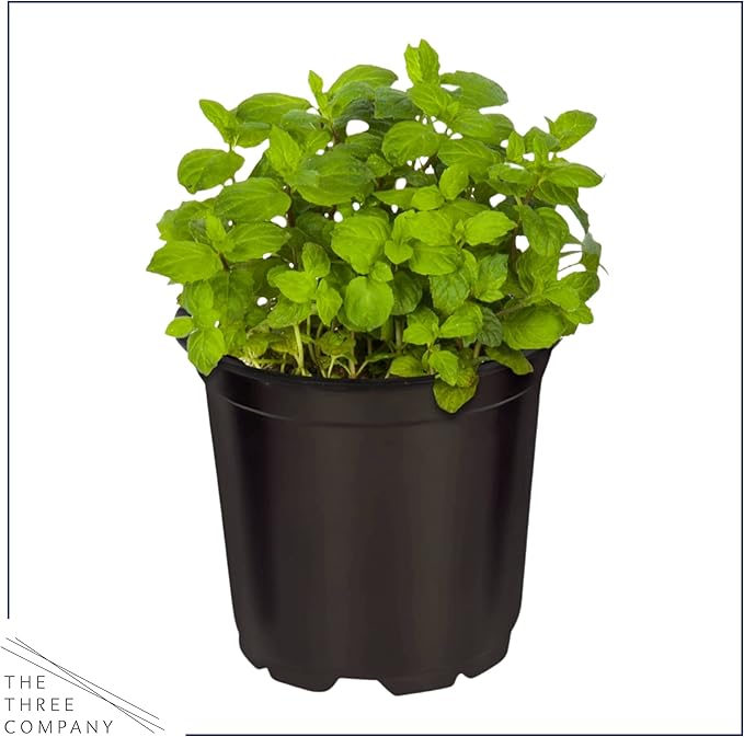 Live Aromatic and Edible Herbs - Assorted Varieties (4 Per Pack) - Lemon Verbena, Eucalyptus, Mint, Lavender - 6" Tall by 3" Wide in 1 Pint Pot