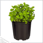 Live Aromatic and Edible Herbs - Assorted Varieties (4 Per Pack) - Lemon Verbena, Eucalyptus, Mint, Lavender - 6" Tall by 3" Wide in 1 Pint Pot