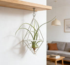 Live Tillandsia Air Plant Cqput-Medusae Easy Care Air Plants Live, Houseplants for Indoor & Outdoor Home Garden Décor, Wall & Terrarium Display