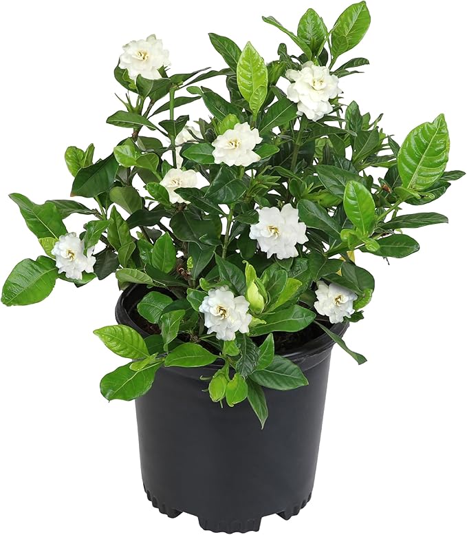 Gardenia Plant (1G), Cape Jasmine Plant Outdoor Plants, Fresh Flowers for Delivery Prime, Live Plants Indoor Plants Live Houseplants, Gardenia Plants Live House Plants Indoors Live by Plants for Pets