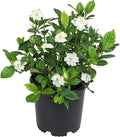 Gardenia Plant (1G), Cape Jasmine Plant Outdoor Plants, Fresh Flowers for Delivery Prime, Live Plants Indoor Plants Live Houseplants, Gardenia Plants Live House Plants Indoors Live by Plants for Pets
