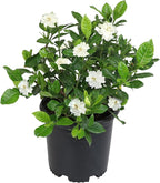 Gardenia Plant (1G), Cape Jasmine Plant Outdoor Plants, Fresh Flowers for Delivery Prime, Live Plants Indoor Plants Live Houseplants, Gardenia Plants Live House Plants Indoors Live by Plants for Pets
