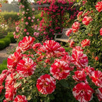 Red White Rose Live Plant, Can Grow As Rose Bushes Shrubs, Fragrant Ready to Plant, Starter Size, 5 to 10 Inc Tall, Dormant in Winter
