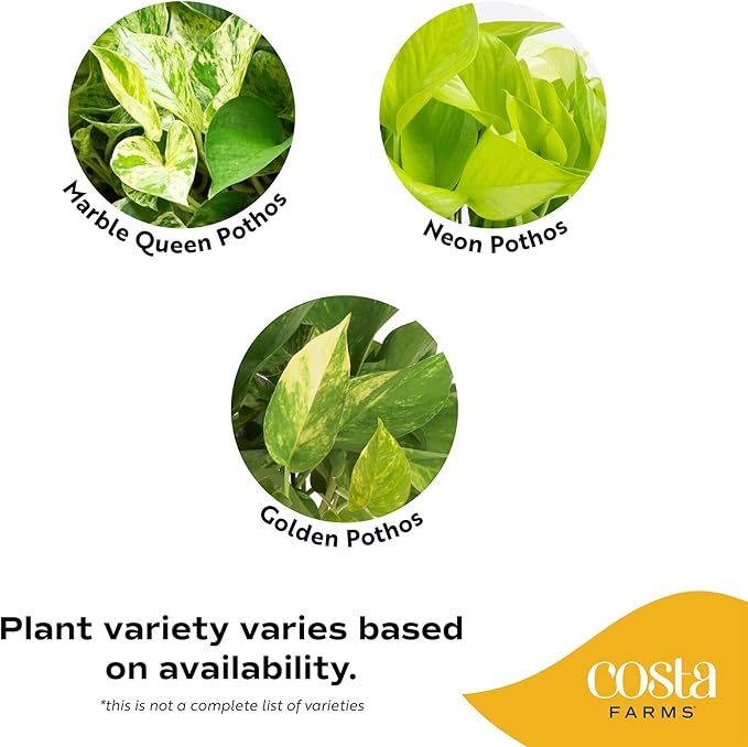 Costa Farms Golden Pothos Live Plant, 10-Inch Hanging Basket, Large Devil's Ivy Trailing Indoor Houseplant, Low Light Easy Care, Boho Home Decor, Housewarming Gift