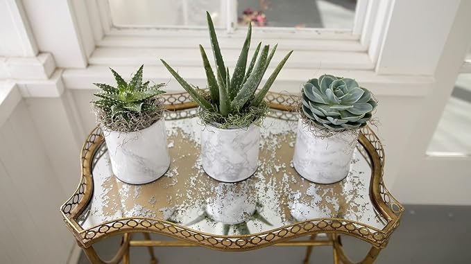 Espoma Organic Cactus Potting Soil Mix, Natural & Organic Soil for Cactus, Succulent, Palm, and Citrus Grown in containers Both Indoors and Outdoors, 4 qt, Pack of 2