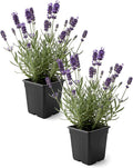 Live Lavender 2-Pack – Purple – Fragrant Sun Perennial Herb, Pollinator Friendly, 10” Tall, 1 Qt Pot