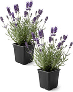 Live Lavender 2-Pack – Purple – Fragrant Sun Perennial Herb, Pollinator Friendly, 10” Tall, 1 Qt Pot