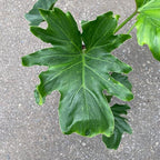 Philodendron Hope - Live Starter Plant - Thaumatophyllum Bipinnatifidum - Rare and Elegant Indoor Houseplant