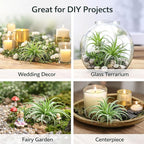 2 Pack Artificial Air Plants, Realistic Looking Faux Tillandsia Succulents Plants for Home Decor, Indoor Outdoor Garden, Terrarium, Office Desk, Wedding Displays (Green)