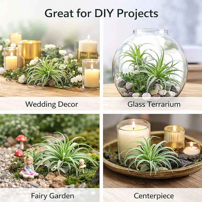 2 Pack Artificial Air Plants, Realistic Looking Faux Tillandsia Succulents Plants for Home Decor, Indoor Outdoor Garden, Terrarium, Office Desk, Wedding Displays (Green)