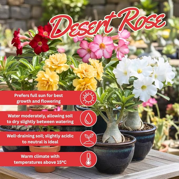 3 Rare Mixed Desert Rose Plants Live, Adenium Desert Rose Random Varieties, Starter 4-7'' Tall, Tropical Flowering Succulent, Indoor Outdoor Spring Planting