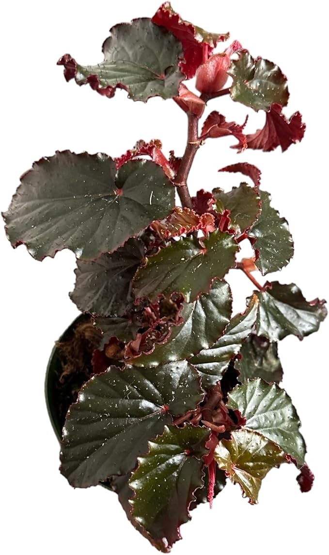 Begonia Black Magic, Begonia Rex, 4 inch Pot, Very Unique and Easy to Care Live Plant