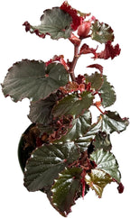 Begonia Black Magic, Begonia Rex, 4 inch Pot, Very Unique and Easy to Care Live Plant